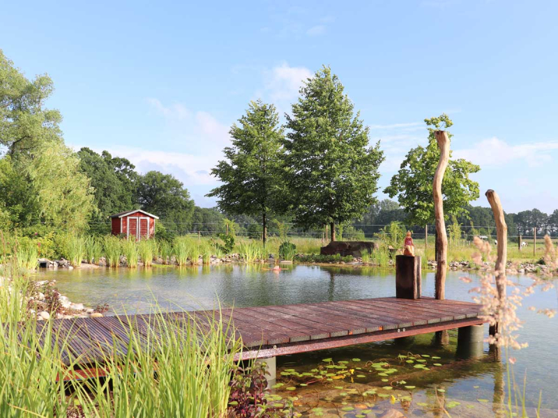 Schwimmteich - Filterpflanzen Sortiment